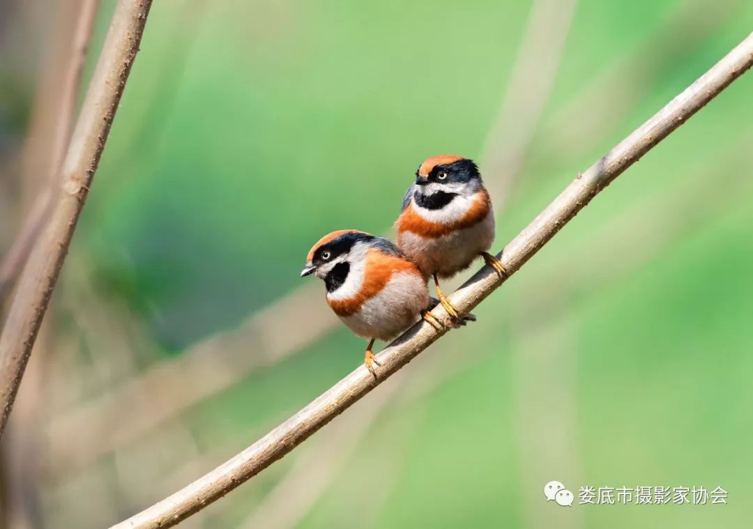 生态娄底美丽家园——【壮丽70年奋斗新时代】娄底首届风光摄影作品展览生态小品作品选登