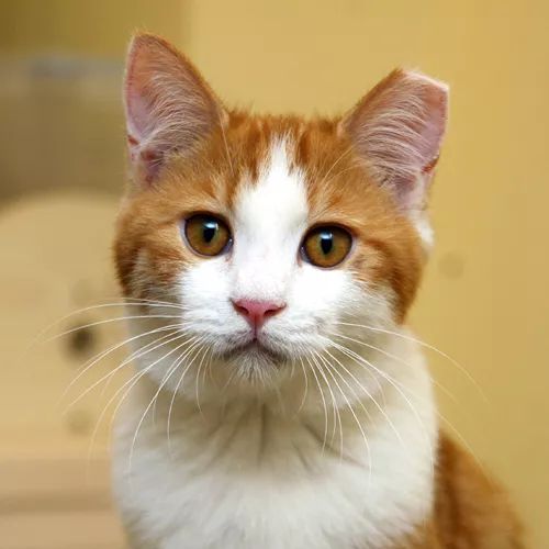 领养猫咪哪一种年龄最合适,领养一只小猫咪的十个理由