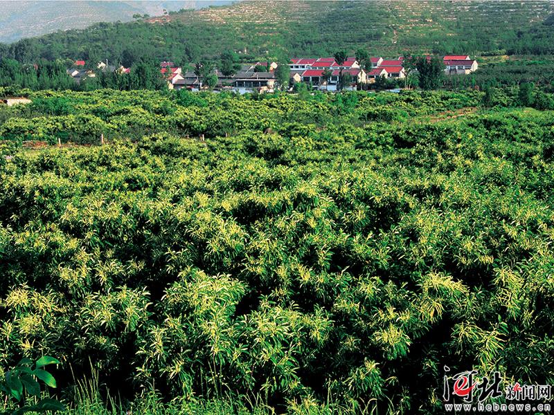 大河之北完整版视频,大河之北原唱完整版