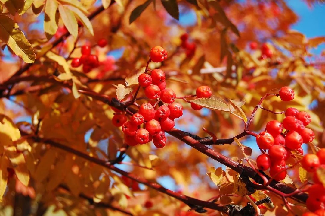 白露节气一场秋雨一场凉,有关24节气白露的知识