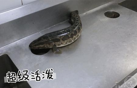 拿下金奖的「吃鱼专门店」，用730天做1道菜