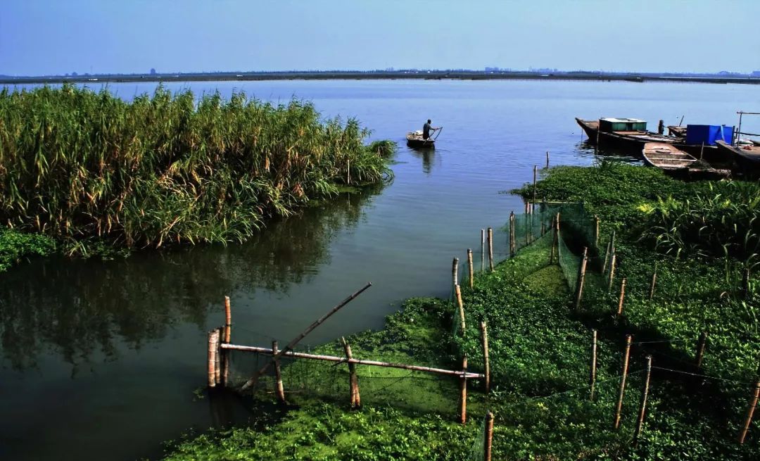 大闸蟹做法简单又好吃,鹤龙湖大闸蟹哪家好吃