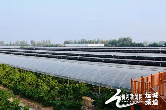 冬枣新品,绿色大冬枣