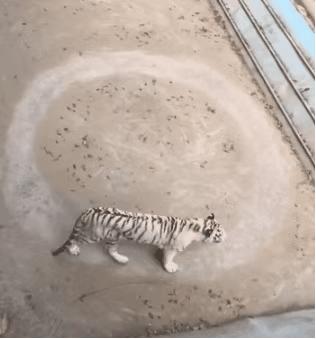 马戏团老虎逃脱后死亡,马戏团老虎脱逃最新结果