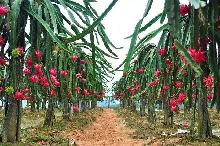 威海周边哪里有水果采摘,威海时令露天水果采摘