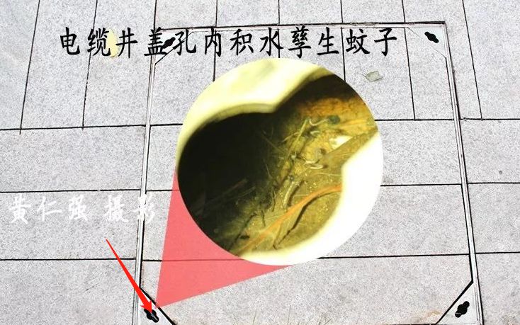 预防登革热时刻在行动,科普清理小积水防控登革热