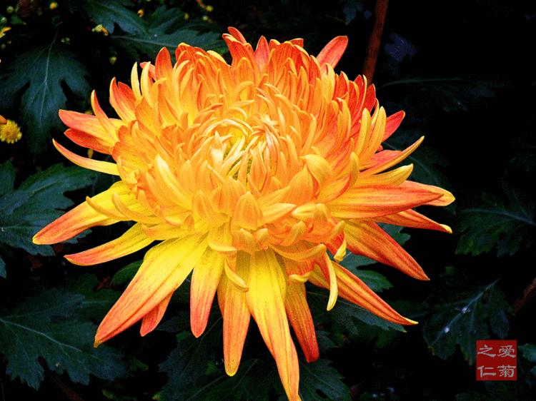 80种最美菊花高清图片,最具欣赏价值的菊花