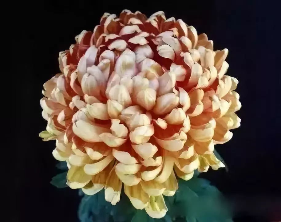 80种最美菊花高清图片,最具欣赏价值的菊花