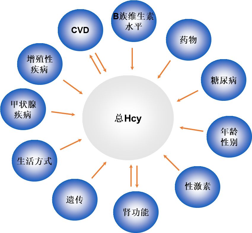 同型半胱氨酸健康科普涨知识,同型半胱氨酸怎样判断超标