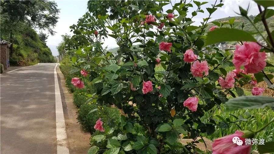 弥渡最富的村庄,弥渡德苴最美村庄