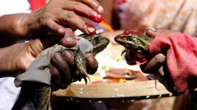 印度人为了求雨给青蛙办婚礼 (印度青蛙办婚礼求雨)