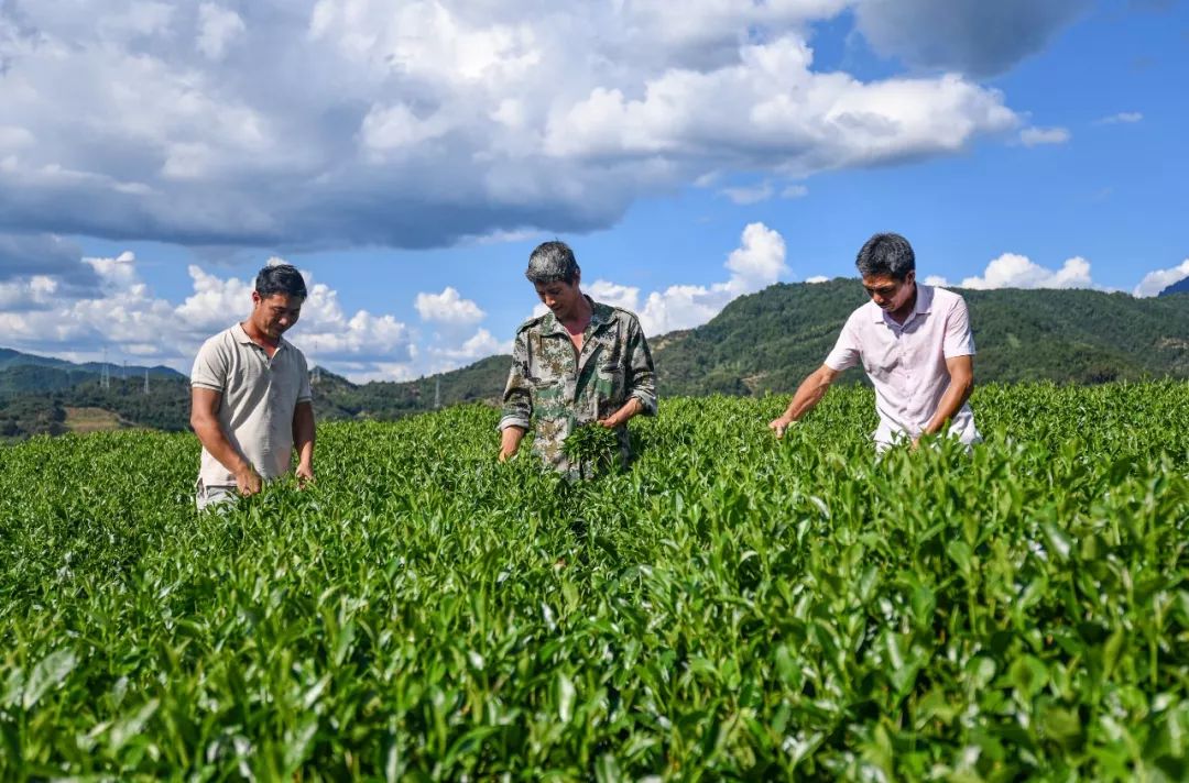 聚焦美丽乡村面貌提升,聚焦美丽乡村建设