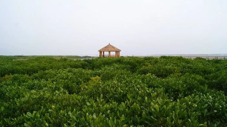 今年中秋你回家吗音乐,今年中秋你回家吗图集