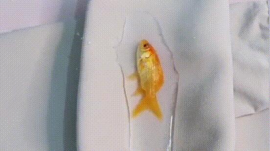 降温10℃也要裸感美腿！！刀切不烂、水泼不脏，“*袜丝**界LV”，1双穿3年