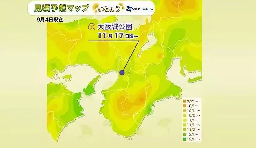 日本银杏叶保存,2019日本赏银杏