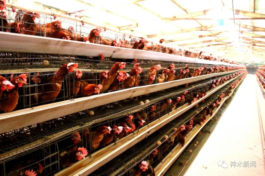 【奋斗者】锦界农民李明义养鸡致富惠乡邻