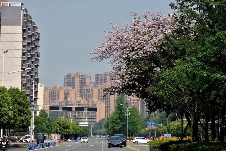 1130什么星座,白桥是什么星座