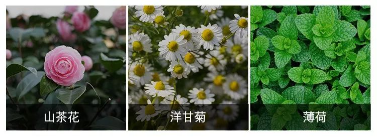 去除黄牙牙垢的牙膏,去口臭黄牙牙垢的牙膏