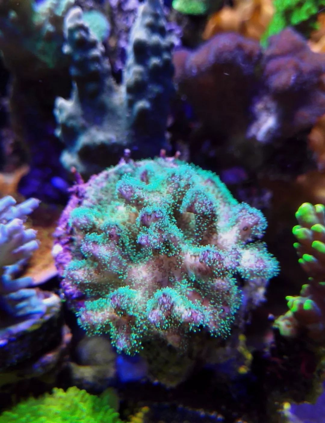 40小缸全套,40的方缸用多大的过滤桶