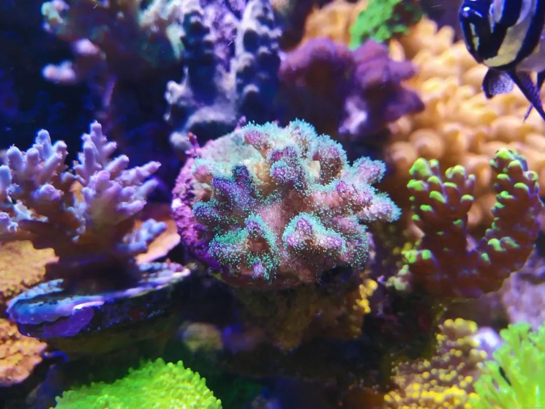 40小缸全套,40的方缸用多大的过滤桶