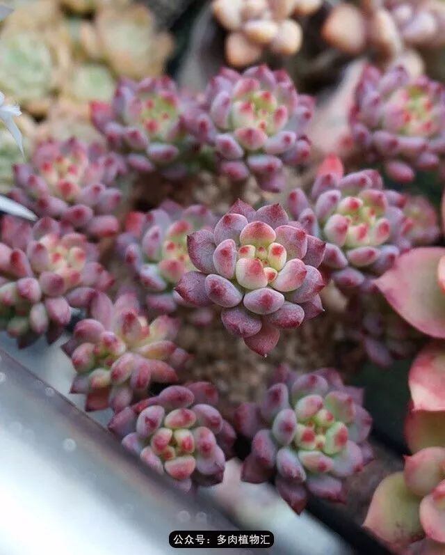 阳台如何让它变得很漂亮,怎么让阳台能种更多花