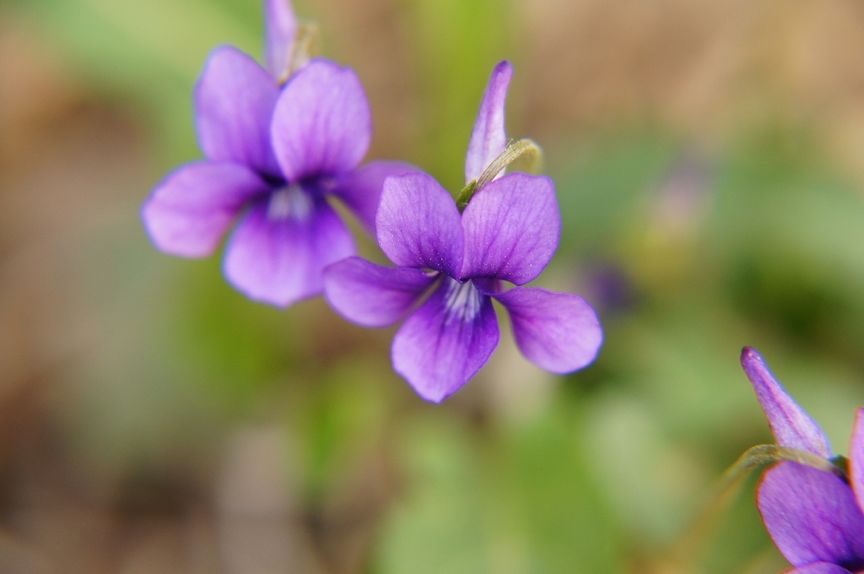 常绿地被植物推荐,地被植物科普