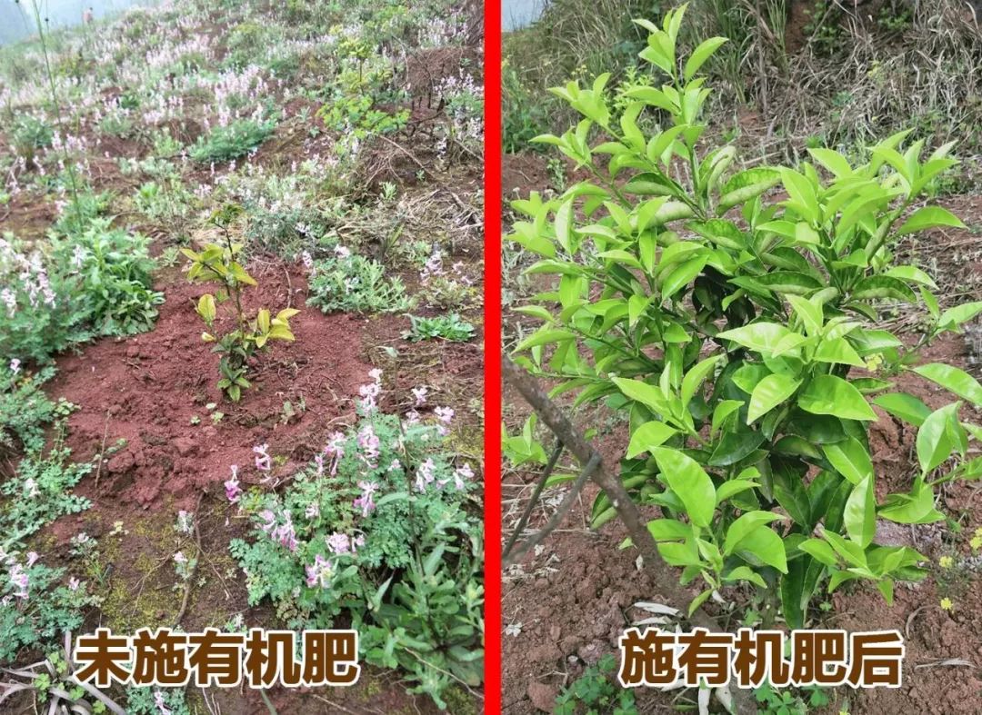 有机肥市场需求广阔,国内十大生物有机肥前10排名
