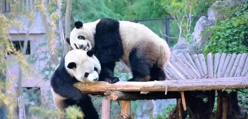 畅玩云南,畅玩永鸿动物园