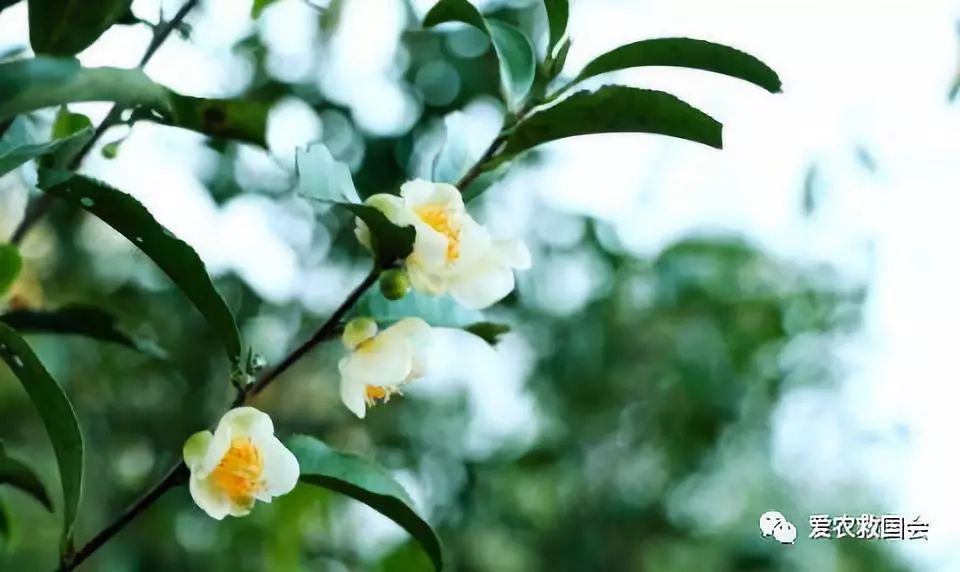 茶树开花太多怎么处理,茶树开花什么原因