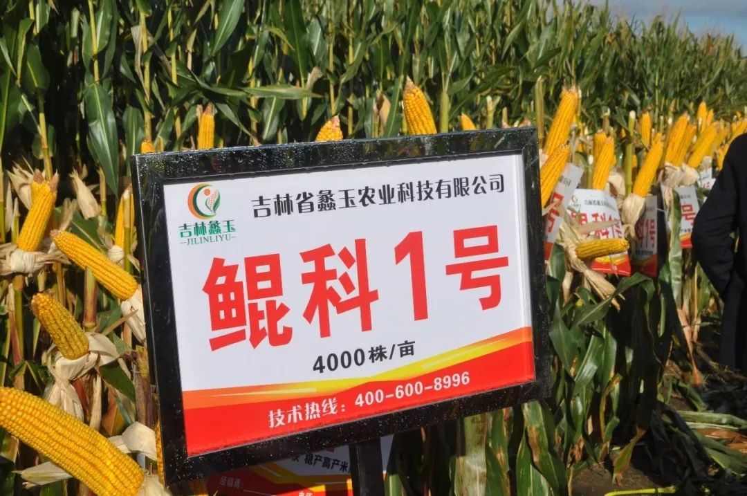 抗性型玉米,抗性最好的玉米品种