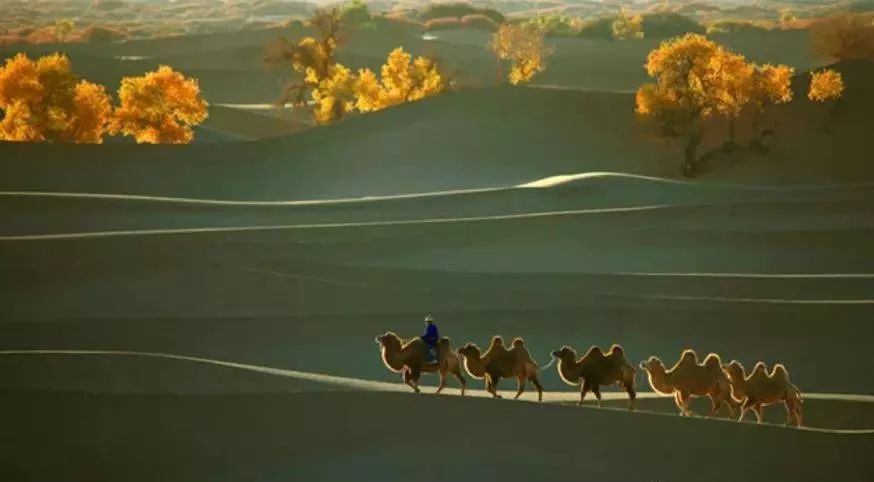 包头去额济纳胡杨林攻略,广州到额济纳胡杨林攻略