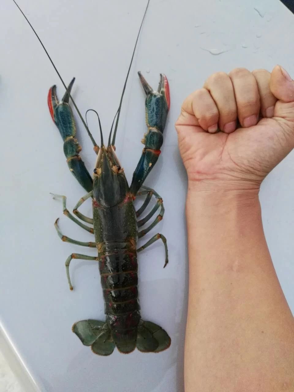 澳洲淡水小龙虾养殖一亩投资成本,澳洲小龙虾收益怎么样