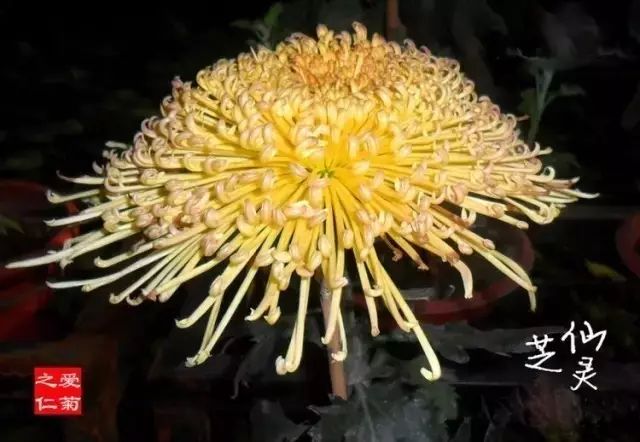 80种最美菊花高清图片,最具欣赏价值的菊花