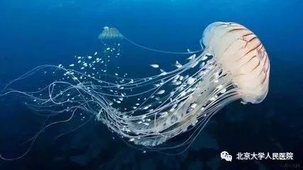 哪些动物咬伤需要预防狂犬病,狂犬病与宠物咬伤的预防与应对