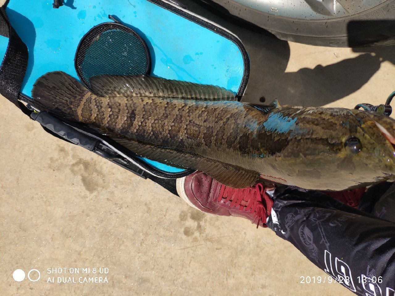 打黑上鱼教程,打黑鱼对轮的要求