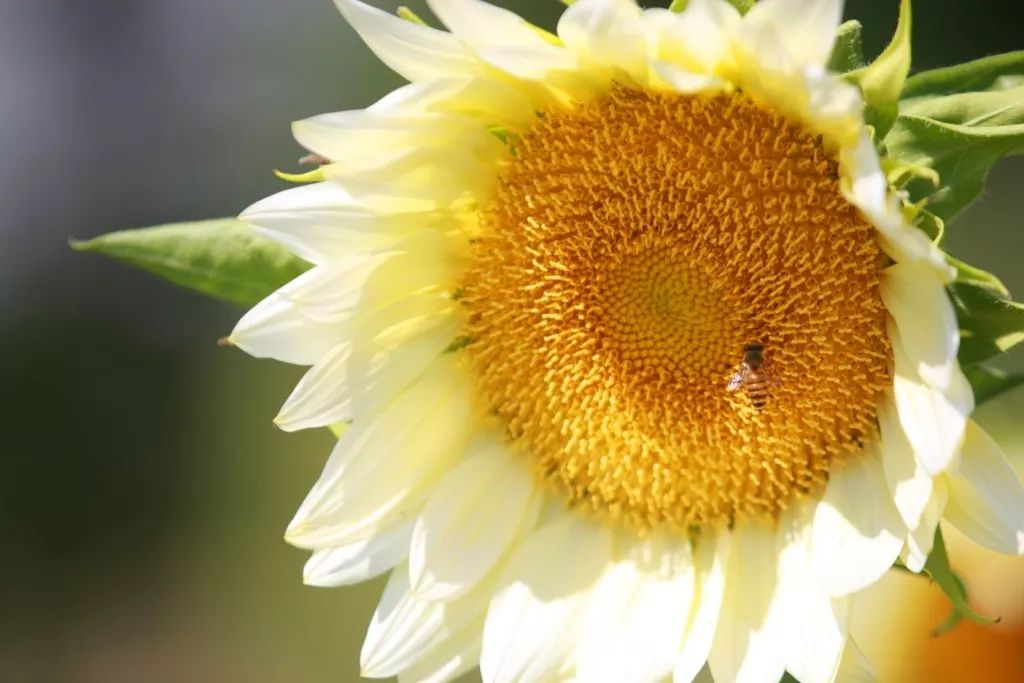 假期余额不足剩余1%请及时充值,假期余额不足去旅行