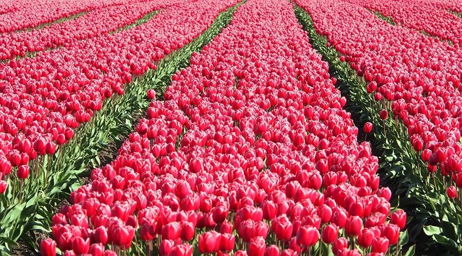 荷兰郁金香炒作了多少年,荷兰郁金香当年有多疯狂