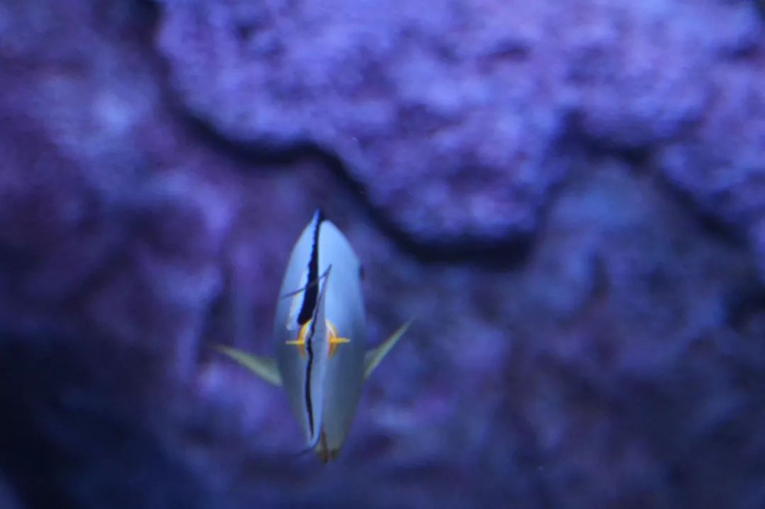 鱼撞脸的搞笑瞬间,鱼撞脸视频大全