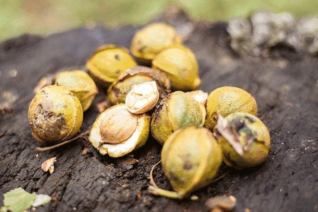 好好剥正宗临安山核桃,临安山核桃什么时候最好吃