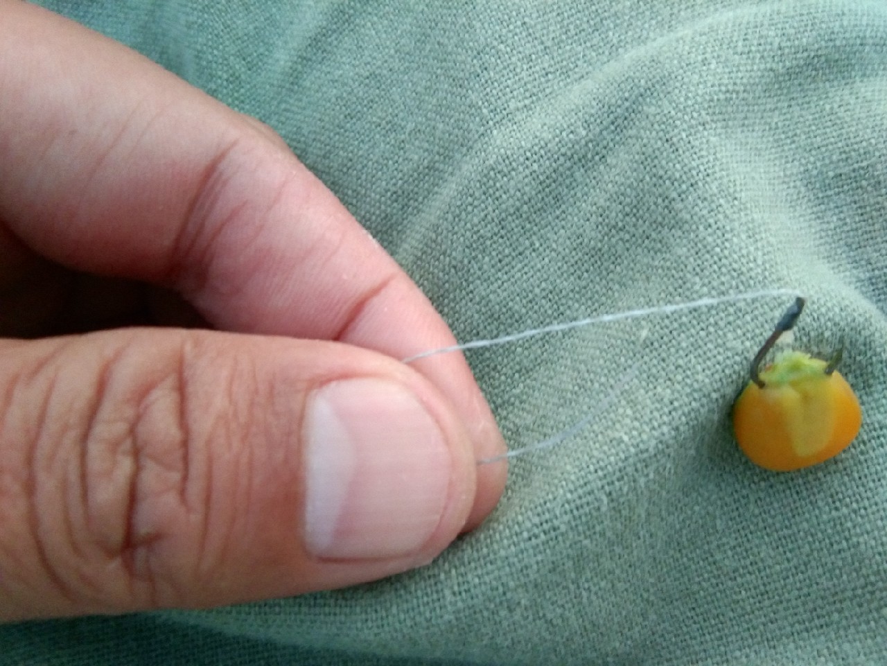 钓淡水白鲳用什么子线,钓淡水白鲳用什么饵料最好