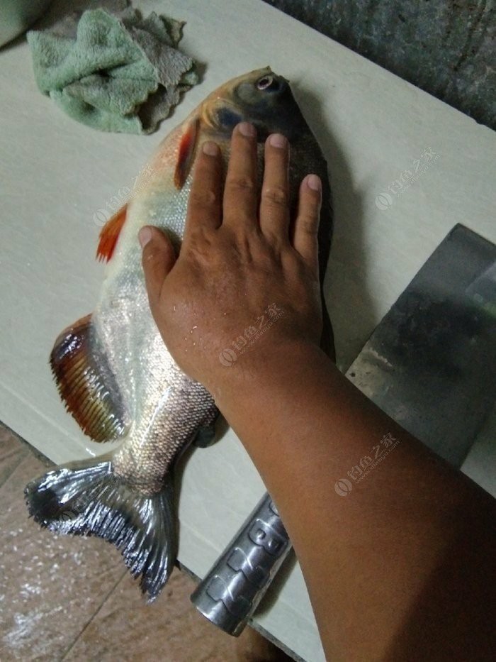 淡水白鲳秋天怎么钓,串钩钓淡水白鲳