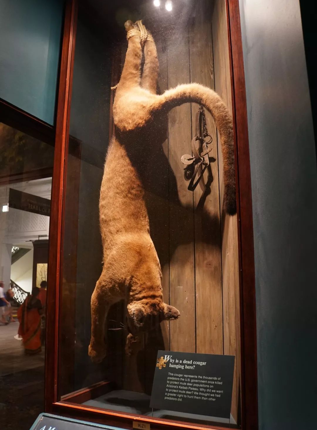 “你看那个人,好像在用浣熊投毒。”