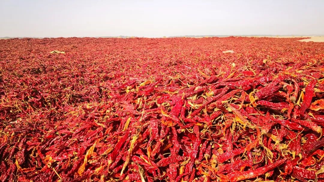 【检察官驻村】英买里村的辣椒红了