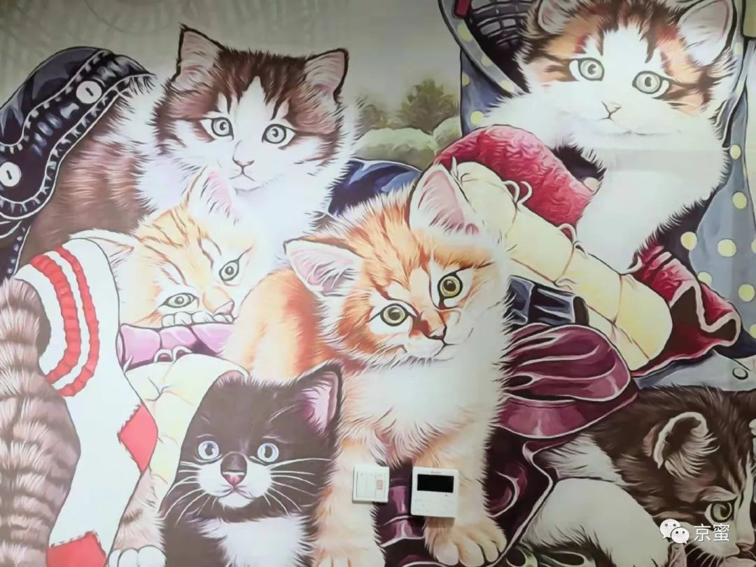 北京大型撸猫馆推荐,三里屯撸猫的地方