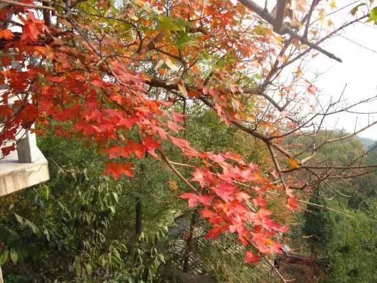 赏红叶地方,赏红叶最佳旅游地