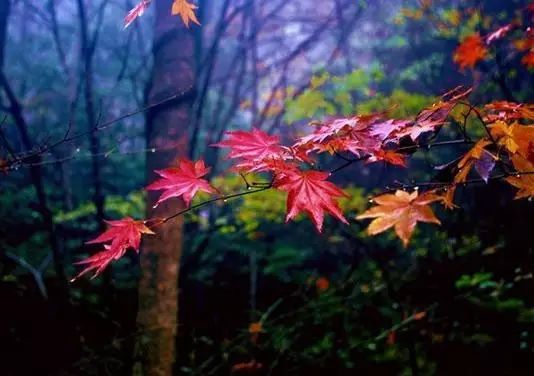 这个周末我约了丹凤的秋天,邀你共赏!去的约起来....