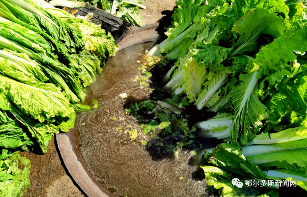 又到腌酸菜的季节,又到腌酸菜的时候