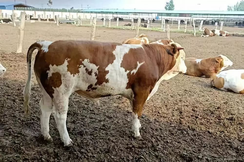 西门塔尔牛几代牛长得快,西门塔尔牛一代和四代哪种好