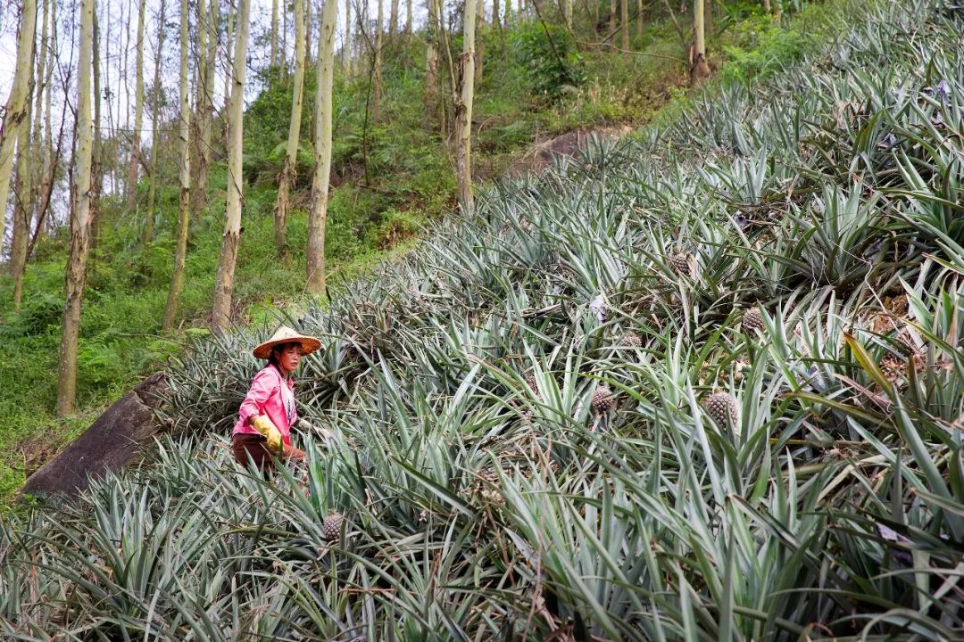 福建漳州为什么今年这么冷,福建漳州为什么老是半夜零点左右放鞭炮