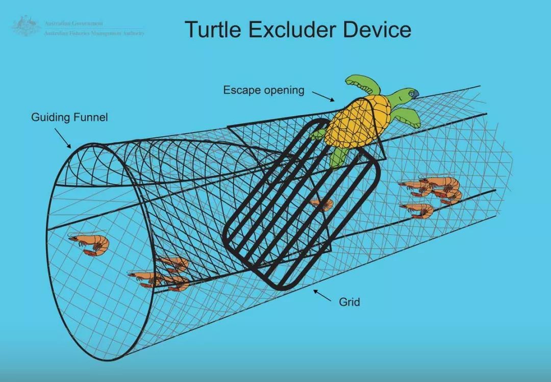 金枪鱼杀鱼的正确方法最快,金枪鱼怎么捕杀的